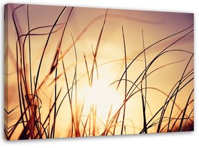 Obraz na plátně Západ slunce Příroda Tráva Rostliny - 100x70 cm