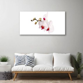 Obraz Canvas Kvety príroda orchidea 140x70 cm