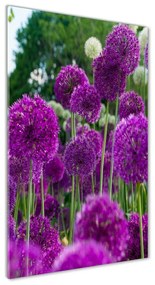 Vertikálny foto obraz akryl do obývačky Kvety cesnaku oav-99930087