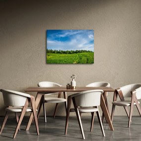 Obraz lúky (70x50 cm)