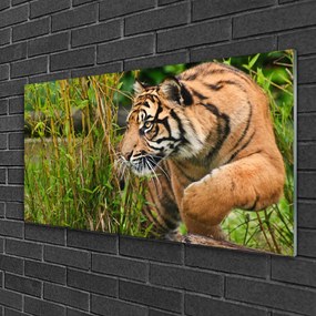 Skleneny obraz Tiger zvieratá 120x60 cm