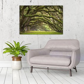 Obraz - Oaks Avenue, Charleston, Južná Karolína, USA (90x60 cm)