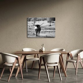 Obraz - Krava, čiernobiela (70x50 cm)