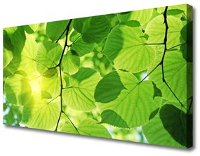 Obraz Canvas Listy príroda rastlina 100x50 cm