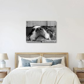 Sklenený obraz psa (70x50 cm)