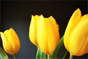 Obraz tulipánov (90x60 cm)