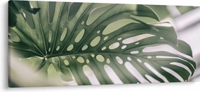 Obraz - List monštier (120x50 cm)