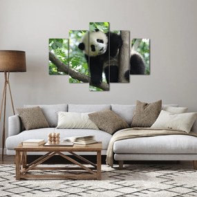 Obraz - Panda na strome (150x105 cm)