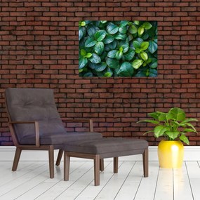 Sklenený obraz - Zelené rastliny (70x50 cm)