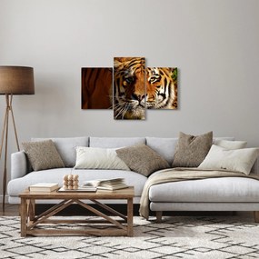 Obraz tigra (90x60 cm)
