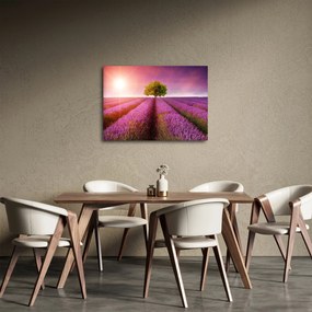 Obraz poľa s levanduľami (70x50 cm)