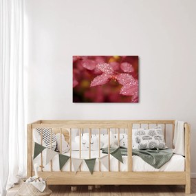 Obraz - Makro snímka lístka (70x50 cm)
