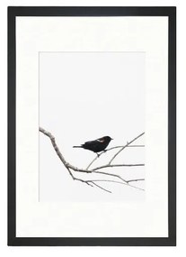Obraz Tablo Center Birdy, 24 × 29 cm