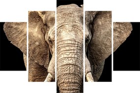 Obraz - Slon africký (150x105 cm)