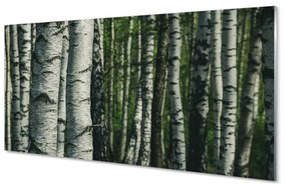 Sklenený obraz brezového lesa 120x60 cm