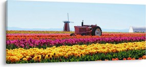 Obraz tulipánové farmy (120x50 cm)