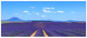 Obraz - Levanduľové pole (120x50 cm)