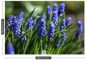 Fototapeta Vliesová Modré hyacinty 312x219 cm