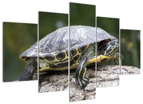 Obraz suchozemské korytnačky