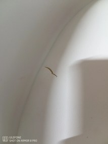 AKCIA Biela stolička s dubovými nohami KRIS II. akosť