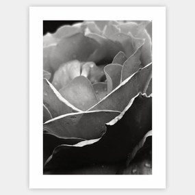 Plagát s fotografiou ruže