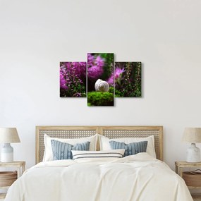 Obraz - Slimáková ulita (90x60 cm)