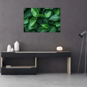 Obraz - Zelené listy (90x60 cm)