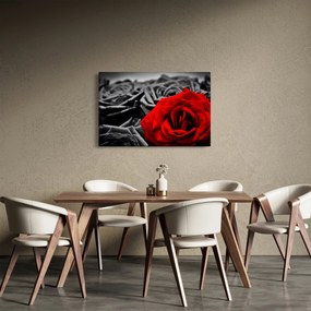 Obraz - Ruže (90x60 cm)