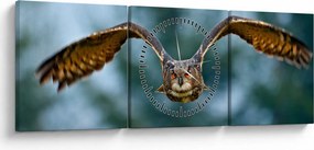 Obraz - Sova pri lete (s hodinami) (90x30 cm)