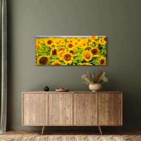 Obraz - Slnečnica (120x50 cm)