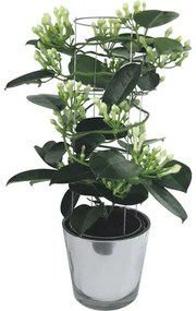 Vencovec kvetnatý FloraSelf Stephanotis floribunda výška 20 cm kvetináč Ø 7,5 cm