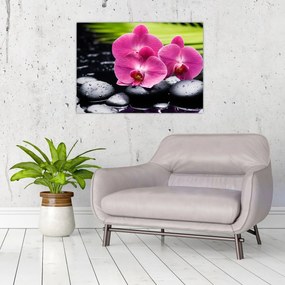 Obraz - Ružové orchidey s palmovým listom (70x50 cm)