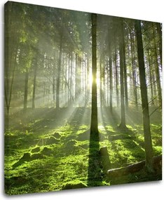 Obraz na stenu STROMY