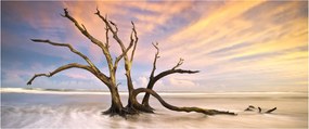 Obraz stromu v oceáne (120x50 cm)