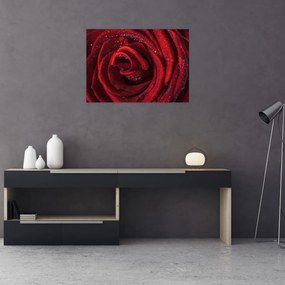 Sklenený obraz - Červená ruža s kvapkami rosy (70x50 cm)