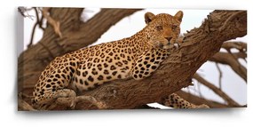 Sablio Obraz Leopard 2 - 110x50 cm