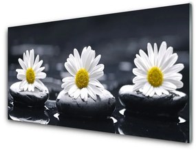 Obraz na skle Sedmokráska kamene rastlina 100x50 cm