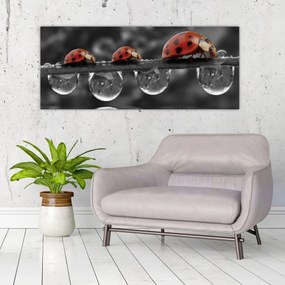 Obraz - Lienka sedembodková, čiernobiela (120x50 cm)