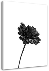 Obraz na plátně Květiny Příroda Černá Bílá - 60x90 cm