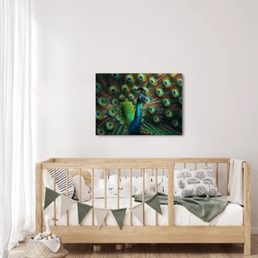 Obraz – Páv (70x50 cm)