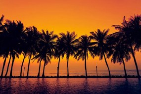 Samolepiaca tapeta západ slnka nad palmami - 150x100