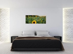 Obraz - Slnečnicové pole II. (120x50 cm)