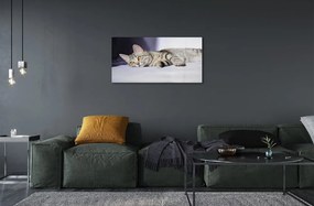 Sklenený obraz ležiace mačka 140x70 cm