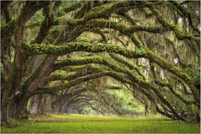 Obraz - Oaks Avenue, Charleston, Južná Karolína, USA (90x60 cm)