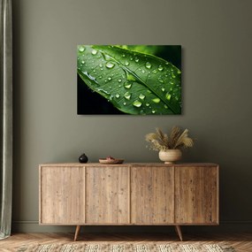 Obraz - List po daždi (90x60 cm)