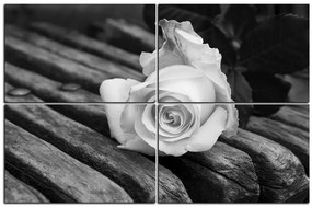 Obraz na plátne - Biela ruža na lavici 1224QE (120x80 cm)