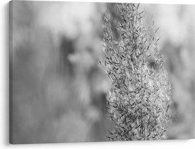 Obraz - Boho pampas grass (70x50 cm)