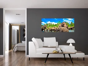 Obraz - Slony, Sri Lanka (120x50 cm)