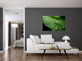 Obraz - List po daždi (90x60 cm)