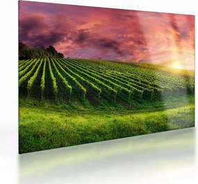 Sklenený obraz vinice s farebným nebom (70x50 cm)